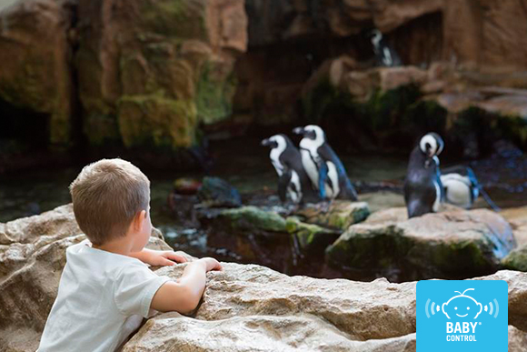Niño de escuela infantil observando pingüinos durante una excursión escolar, acompañado por su grupo en una actividad educativa